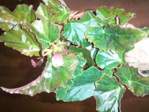 B. ‘Peppermint Princess’